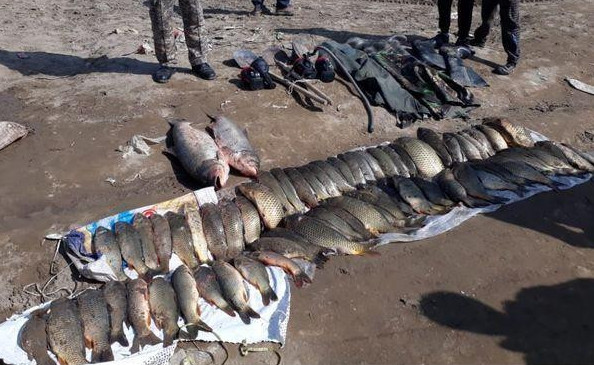 Түркістан облысында браконьерлерден жүз келіге жуық балық тәркіленді