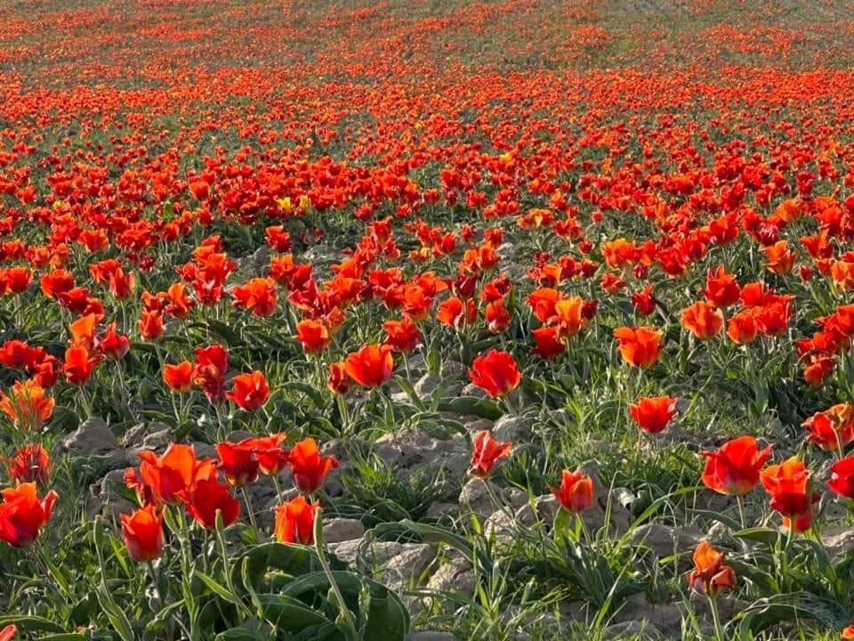 Түркістан облысында Қызыл кітапқа енген қызғалдақтарды жұлып жатыр