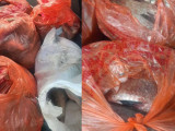 Абай облысының тұрғыны 100 келіден астам балықты заңсыз тасымалдаған