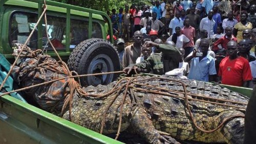 This picture taken on March 31, 2014 shows residents of the Kakira village, in the Jinja District of eastern Uganda, gathering to look at a crocodile that was captured by Uganda Wildlife Authority (UWA) staff. AFP PHOTO / Peter BUSOMOKE        (Photo credit should read PETER BUSOMOKE/AFP/Getty Images)