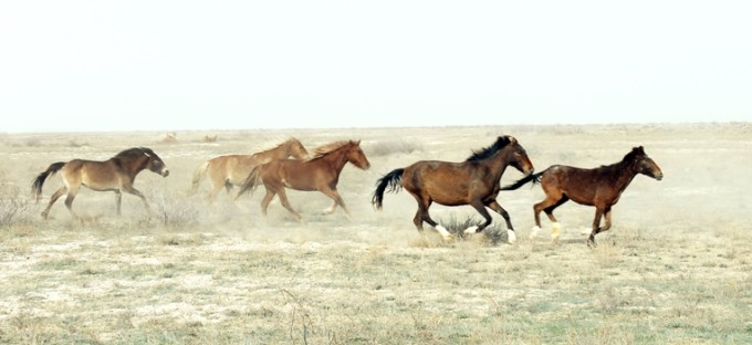 жылкылар