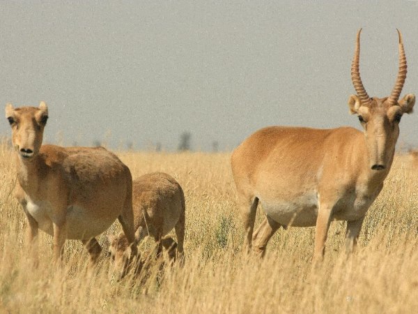 Сайгак