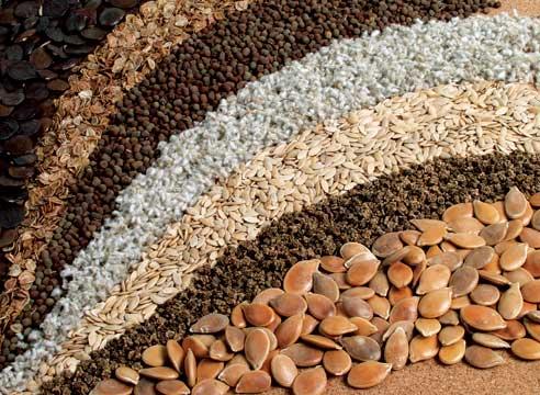 Егіншілерге егінжайға арналған дәндердің деректер базасы қолжетімді болды