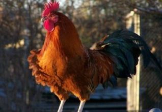 Үлкен қара әтеш пен аққұба Үлкен қара әтеш пен аққұба