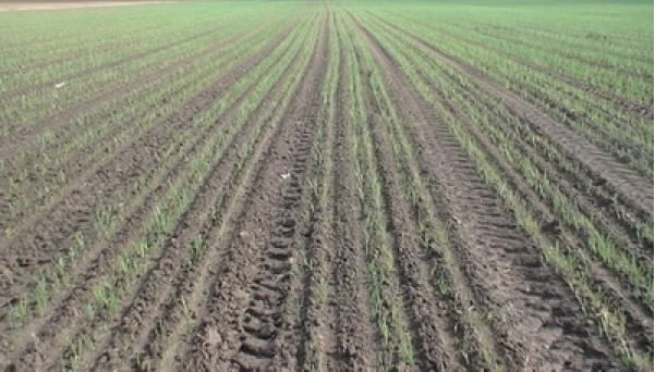 Жаушықұмда пияз егіп корей жүр