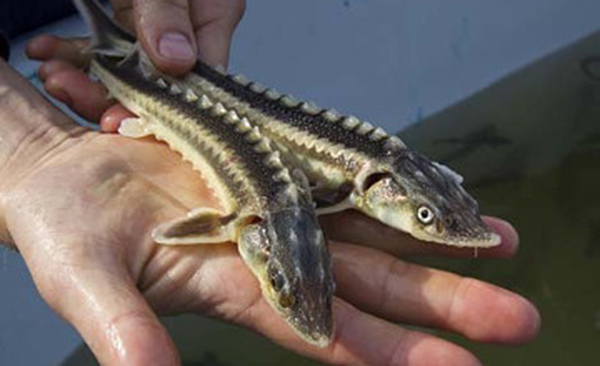 ​Атырауда «Бекіре-2017» балық қорғау акциясы басталды