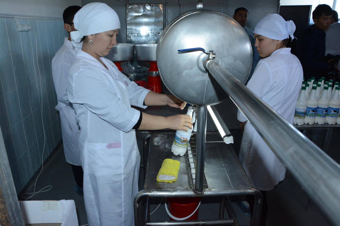 Созақтық кәсіпкер түйе сүтінен йогурт дайындайды