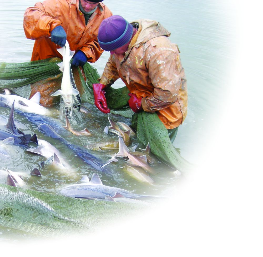 Мақсат – су маржандарын сақтап қалу