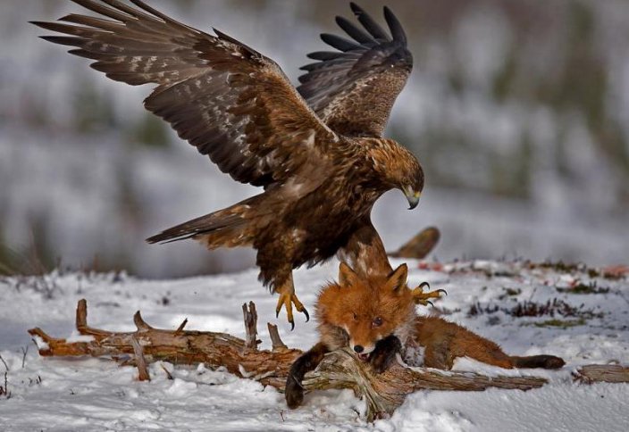 Қыран құстың түрлері және ерекшелігі