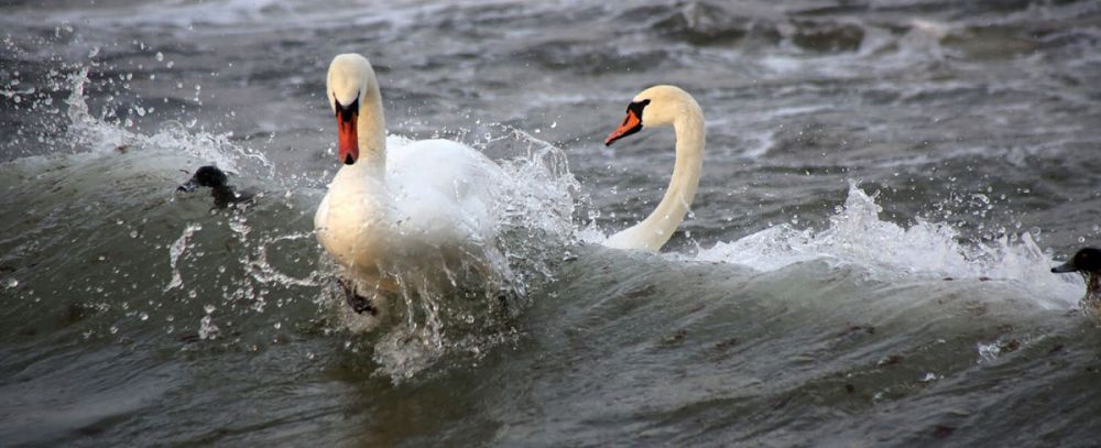 Ерте келген аққулар