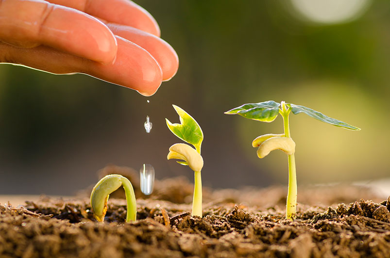 Тұқым мәселесі шешімін тапты