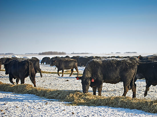 БҚО Қаратөбе ауданында мал өліп жатыр