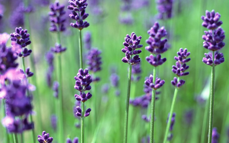 Атырауда лаванда өсіріледі