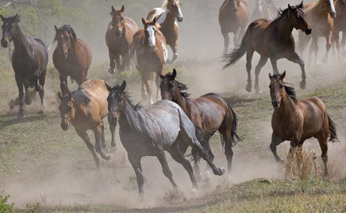 Қазақстанда жылқы саны 9,1%-ға көбейді