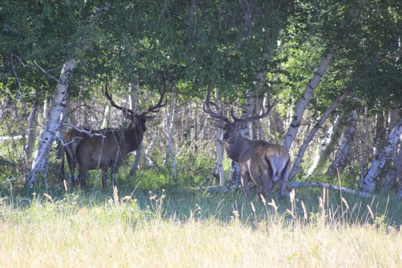​Қарағанды облысында сафари-парк ашылмақ