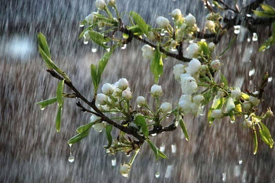 21-24 сәуір күндері еліміздің басым бөлігінде көп мөлшерде жауын жауады