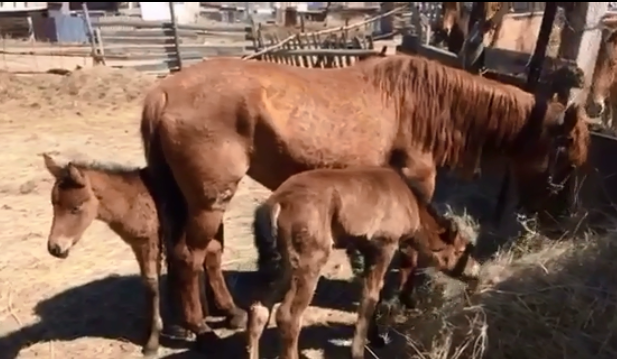 Қарағандылық тұрғын екі құлыны бар биесін көрсетті (видео)