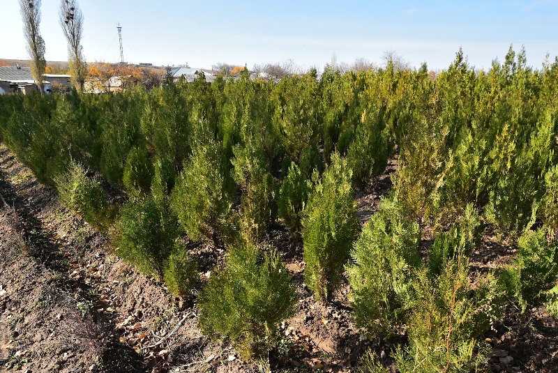 Оңтүстік Қазақстанда 400 мың көшет отырғызылды