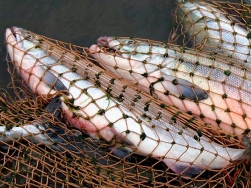 Балық аулауға тыйым салынуы мүмкін