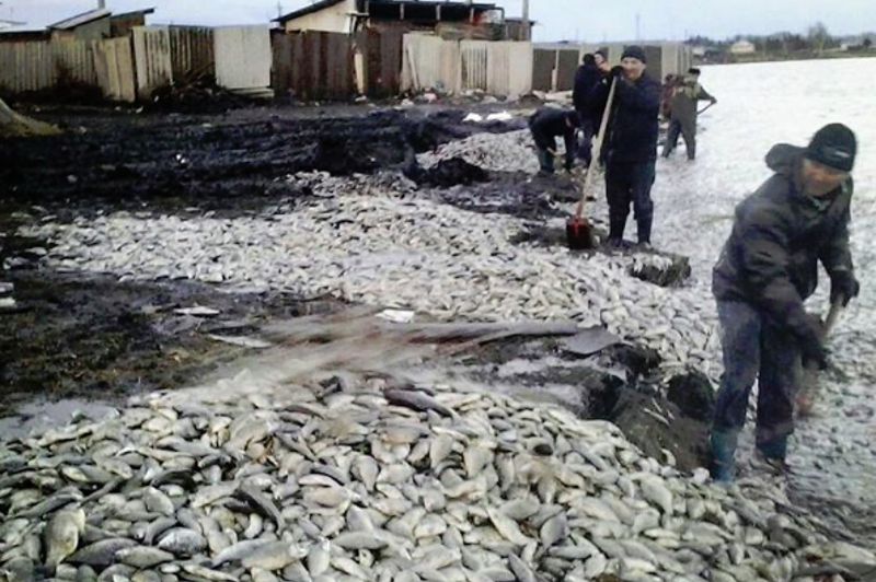 Балық қырылып қалды