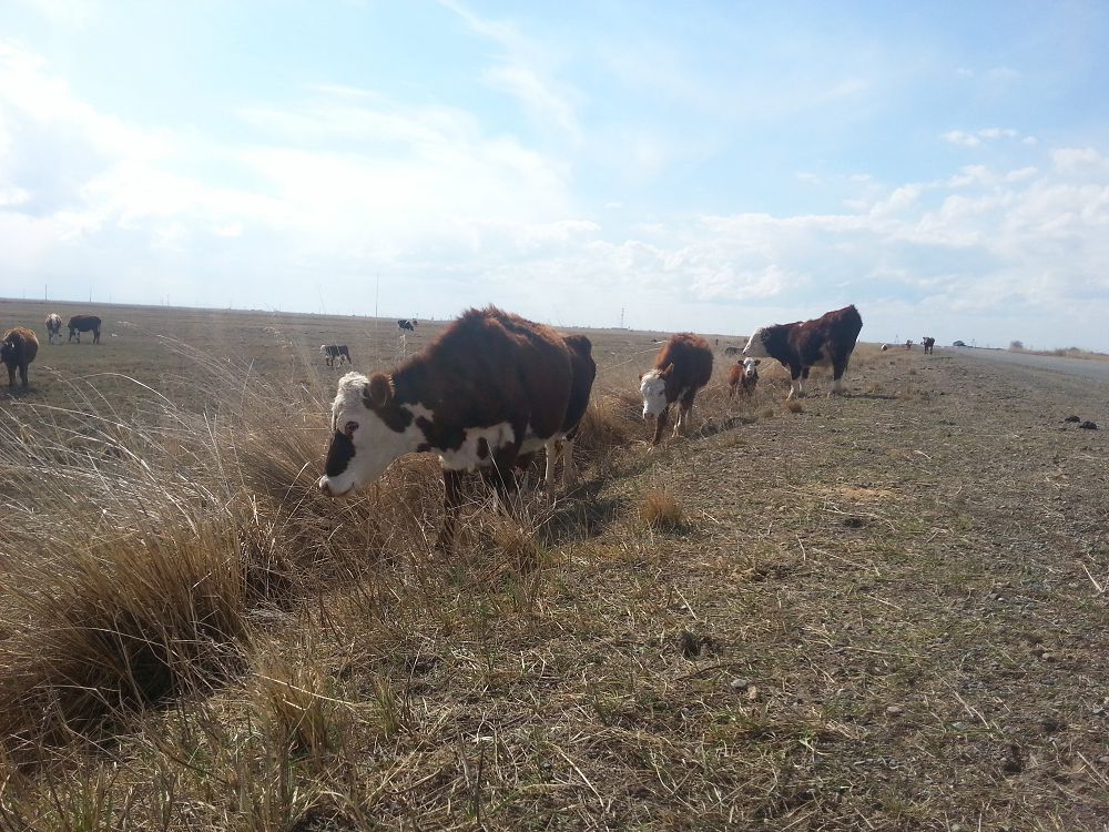 Малдың жайын баққан біледі