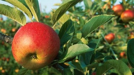 Алматы апорты қайта гүлдейді