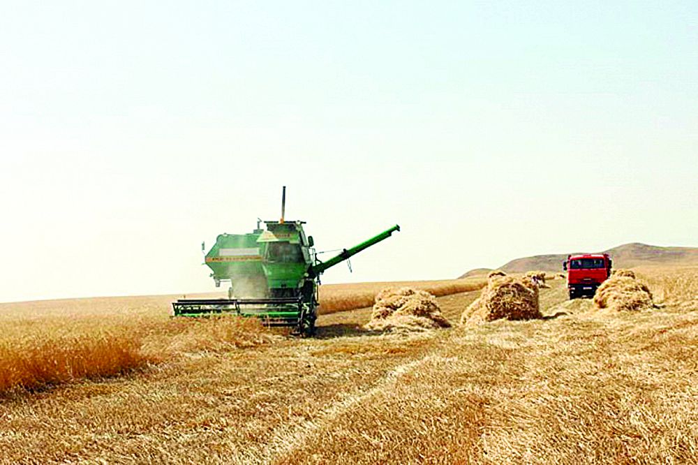 Жамбыл облысында дәнді дақылдар өнімін жинау жұмыстары аяқталуға жақын