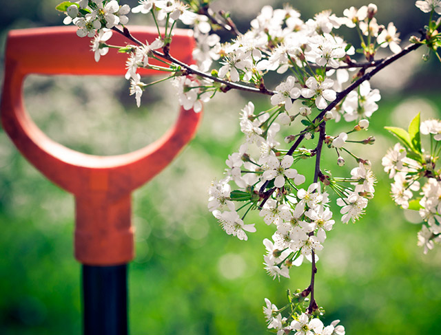 Астананың жасыл белдеуінде 600 көшет отырғызылды