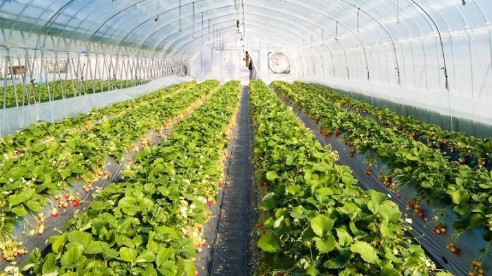 Мемлекет басшысы «Greenhouse Kazakhstan» жылыжай кешенін аралап көрді