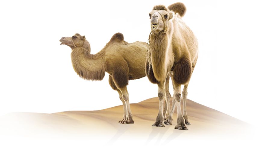 Түйе сүтін өндіруді ең жақсы меңгерген халық