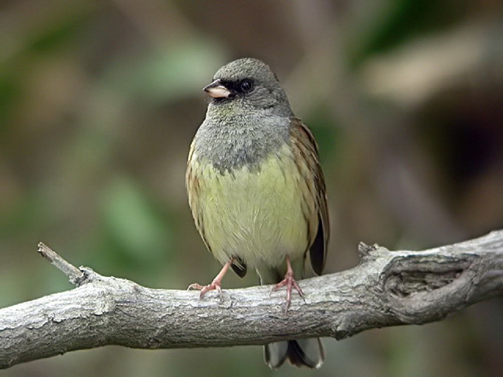 Биолог Хирт Сапанохе Қара Үбе өзенінде беймәлім құсты кездестірді