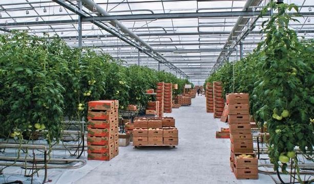 ОҚО-дағы жылыжай кешені жарты жылда 4 мың тонна өнім жинады