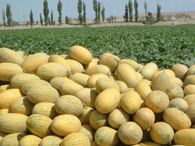 Оңтүстіктен 400 мың тонна бақша өнімдері бес елге экспортталды