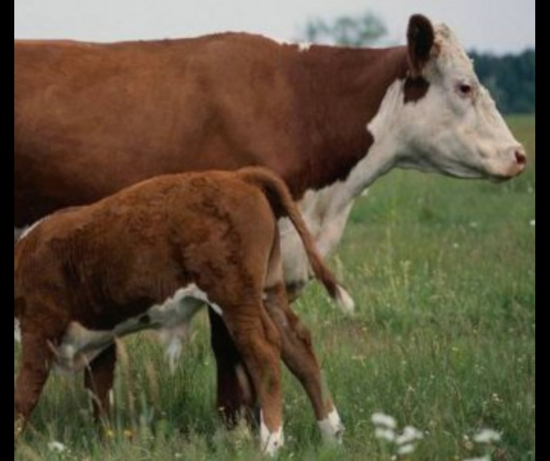 Қостанай облысында 3 күннің ішінде 30 мал ұрлығы ашылды