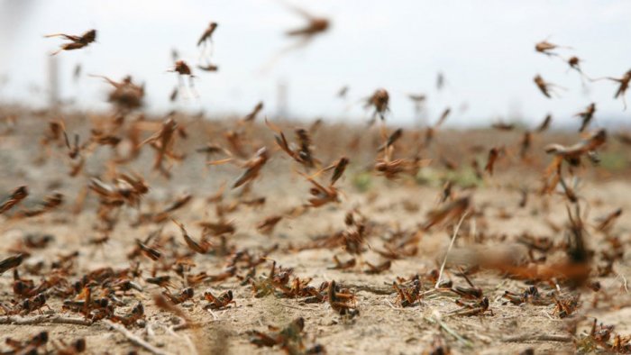 Шығынға батырған шегіртке шырғалаңы