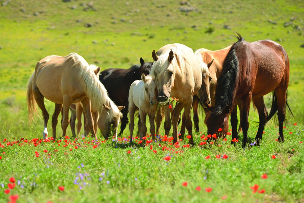 Мемлекеттік көмек төрт түлікті көбейтті
