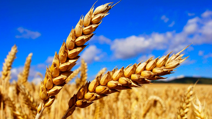 Белден басылған жарғы