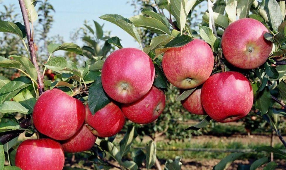 Қыздар Университетінің ғалымдары апорттың жаңа сортын өсіруде