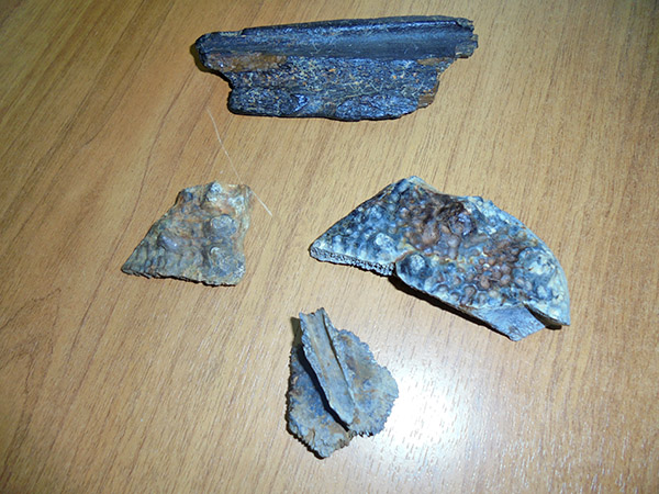 Қостанайда облыстық тарихи-өлкетану музейінің биологтары ежелгі қолтырауынның қаңқасын тапты