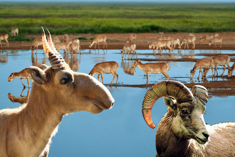 Аң-құсымызға да абай болайықшы...