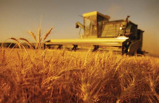 Ақтөбе аймағында дәнді-дақылдар егістігінің көлемі 700 мың гектарға жетті