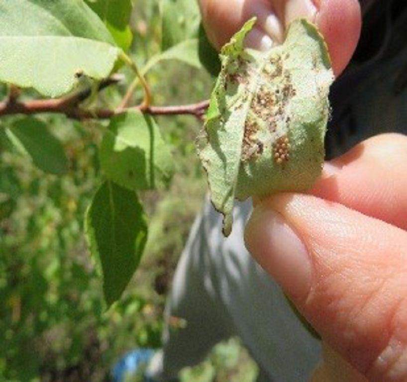 Елорда орманын зиянкестерден қалай қорғаймыз?