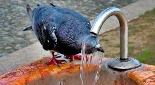 Шымкенттің шілдесі