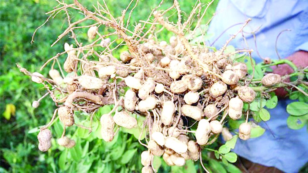 Жамбылда жержаңғақ өседі