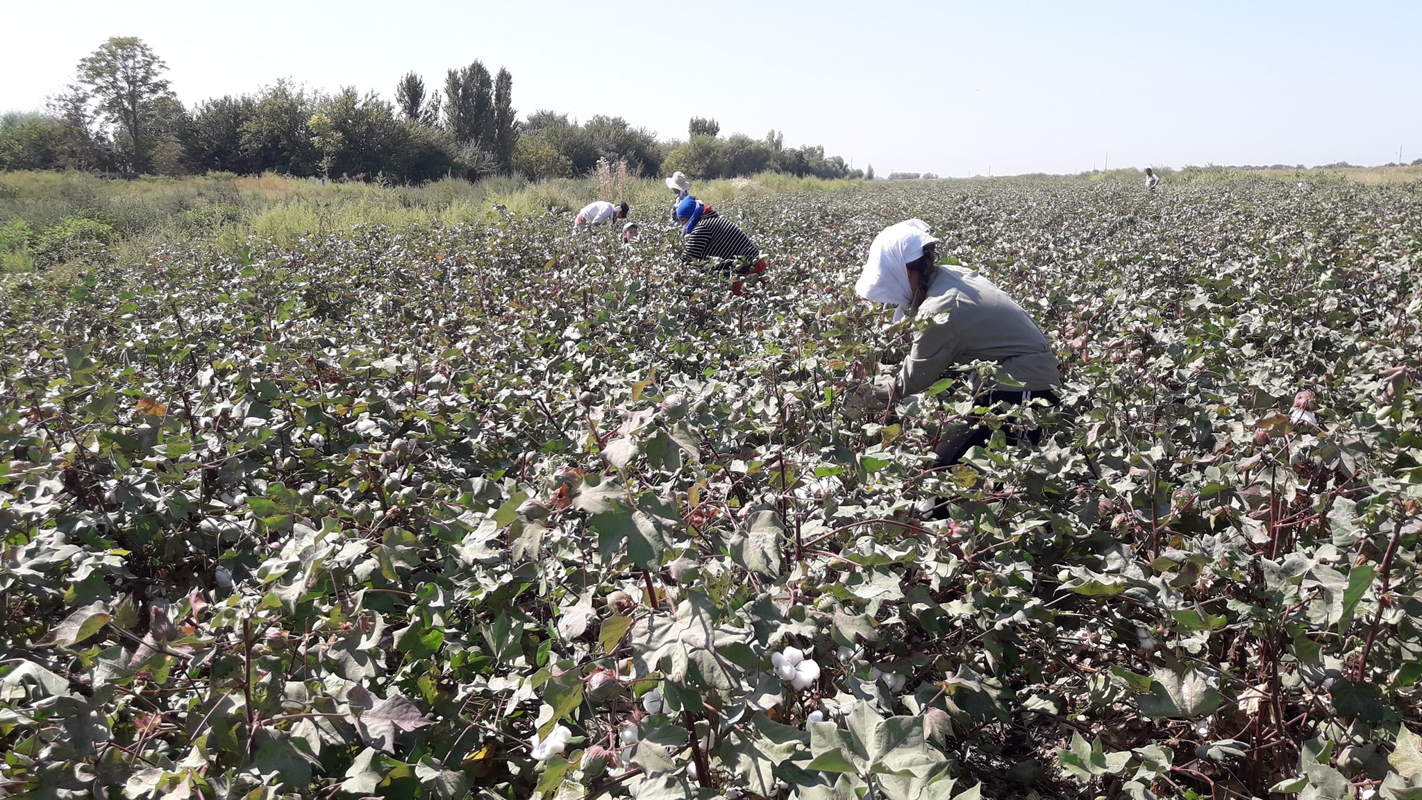 Түркістан облысында мақта терімі басталды