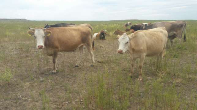 Катонқарағай ауданы тұрғынының сібір жарасынан көз жұмғаны расталды