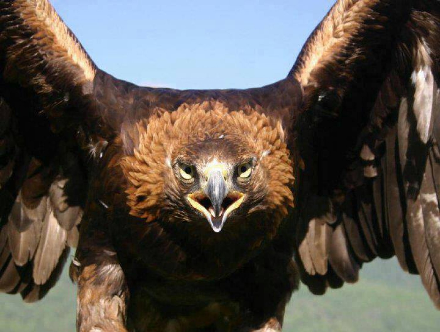 Бүркітке байланысты айтылып, ұлттық ұғымға айналған кей сөздер туралы