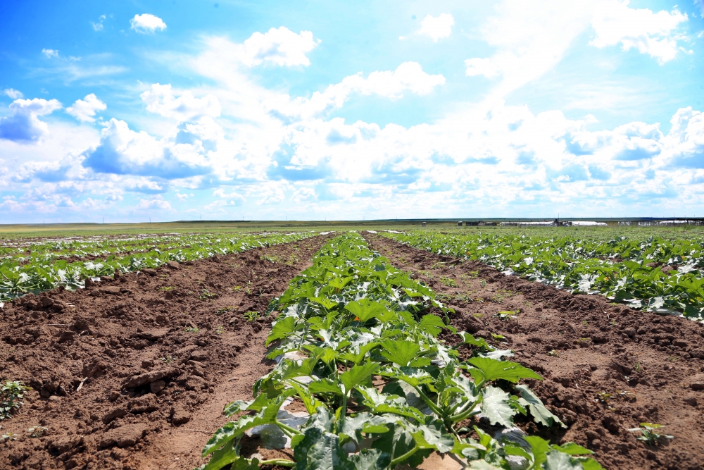 Назарда – аграрлық сала