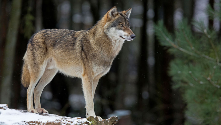 Павлодар облысында қасқыр азайып барады