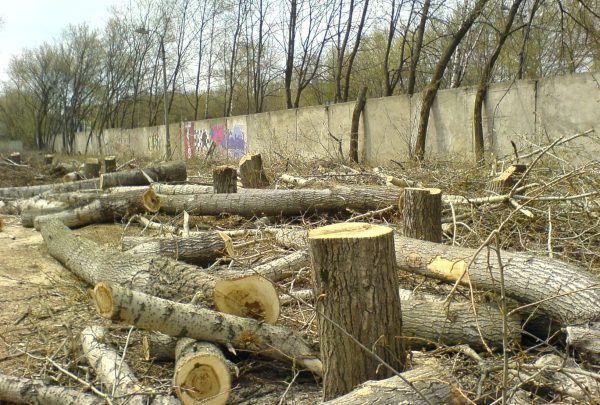 Маңғыстауда «Ағаш кесу және орман билетін беру» қызметі биыл электронды форматқа көшеді